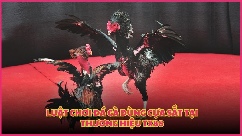 Điểm qua những quy định cần tuân thủ khi chơi đá gà cựa sắt