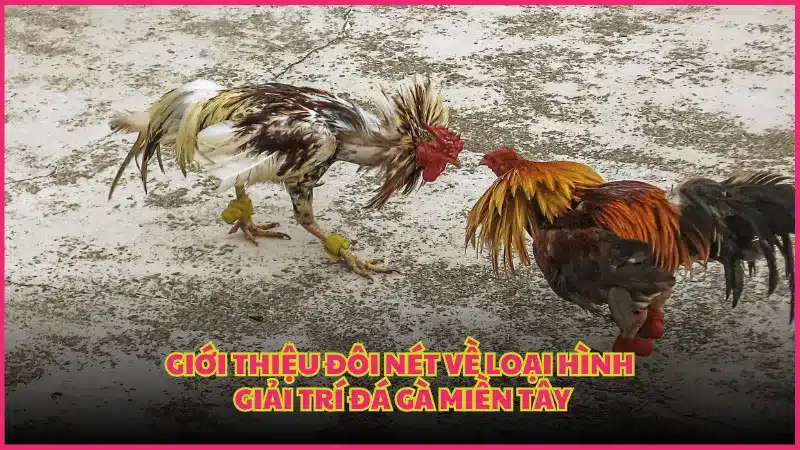 Giới thiệu đôi nét về loại hình giải trí Đá Gà Miền Tây