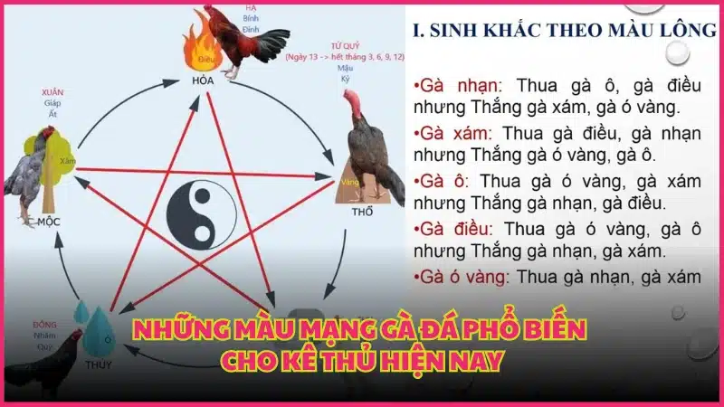 Những màu mạng gà đá phổ biến cho kê thủ hiện nay